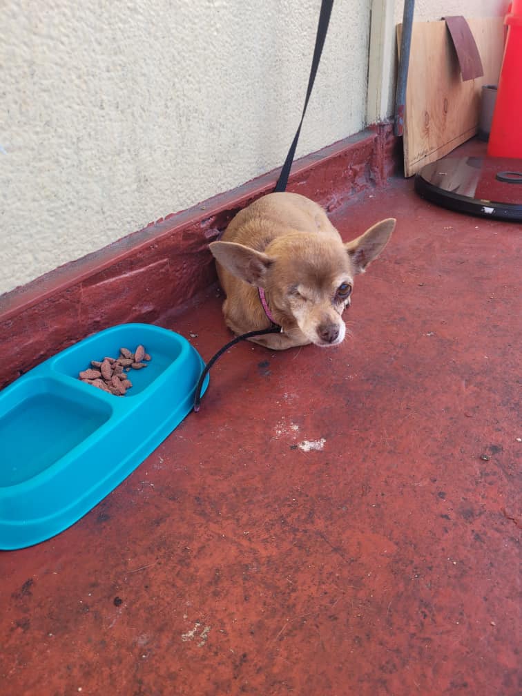small dog on the floor