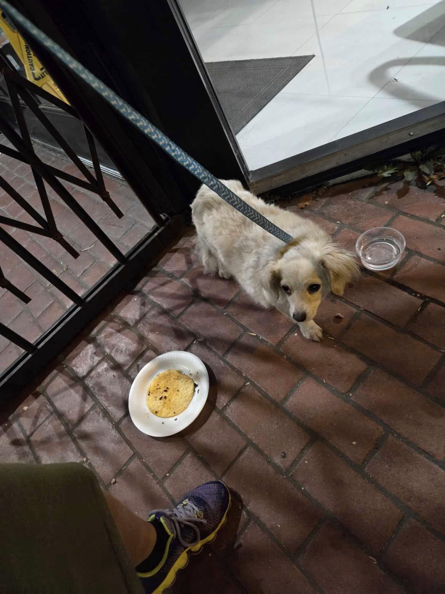 small dog on the leash