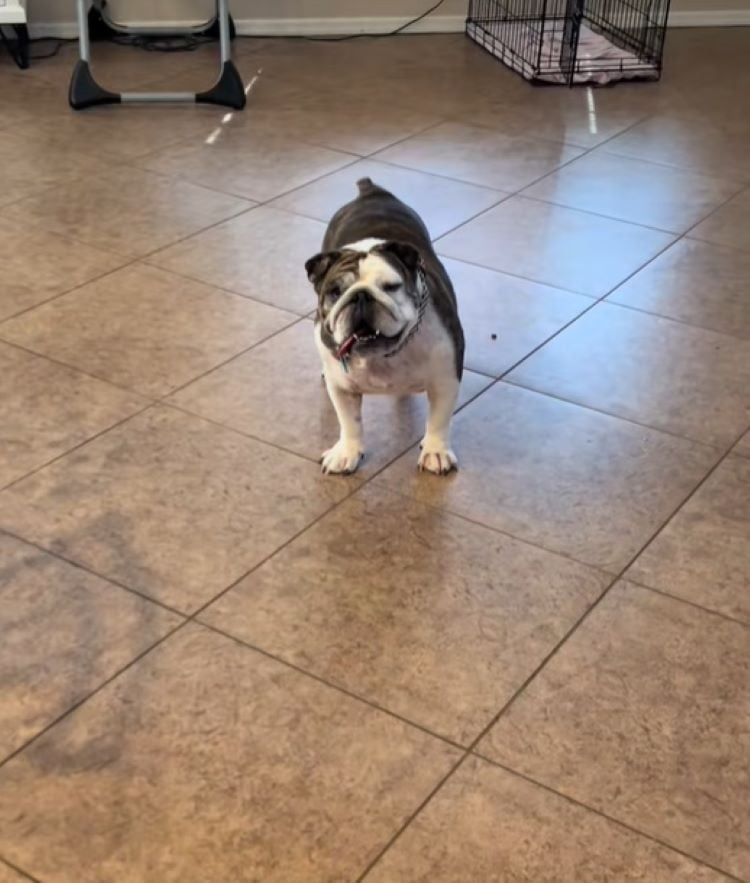 small dog