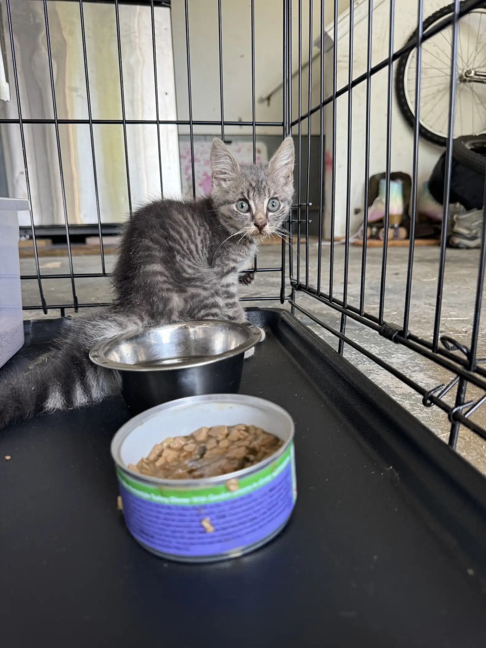 small kitten next to food bowl