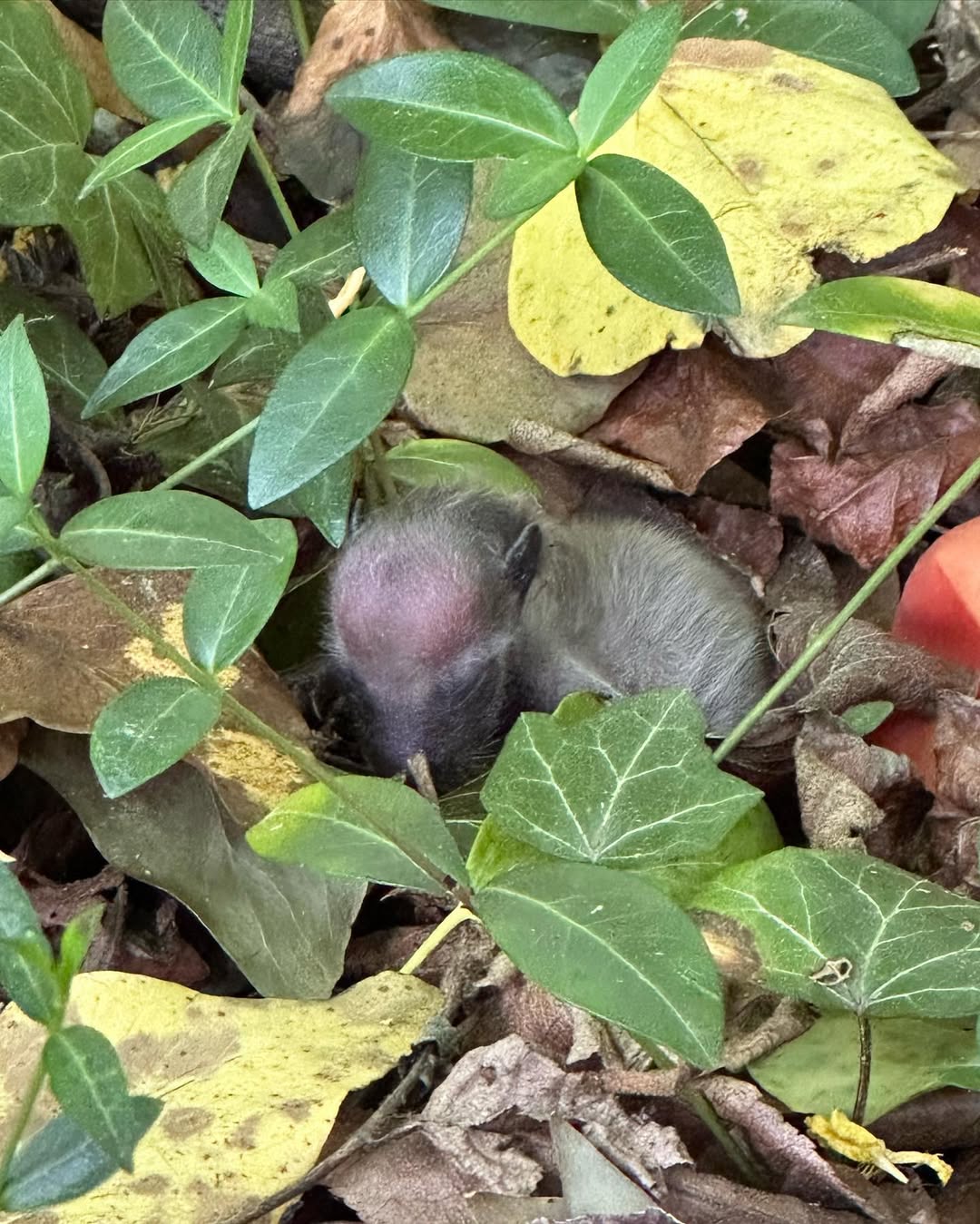 small mystery animal