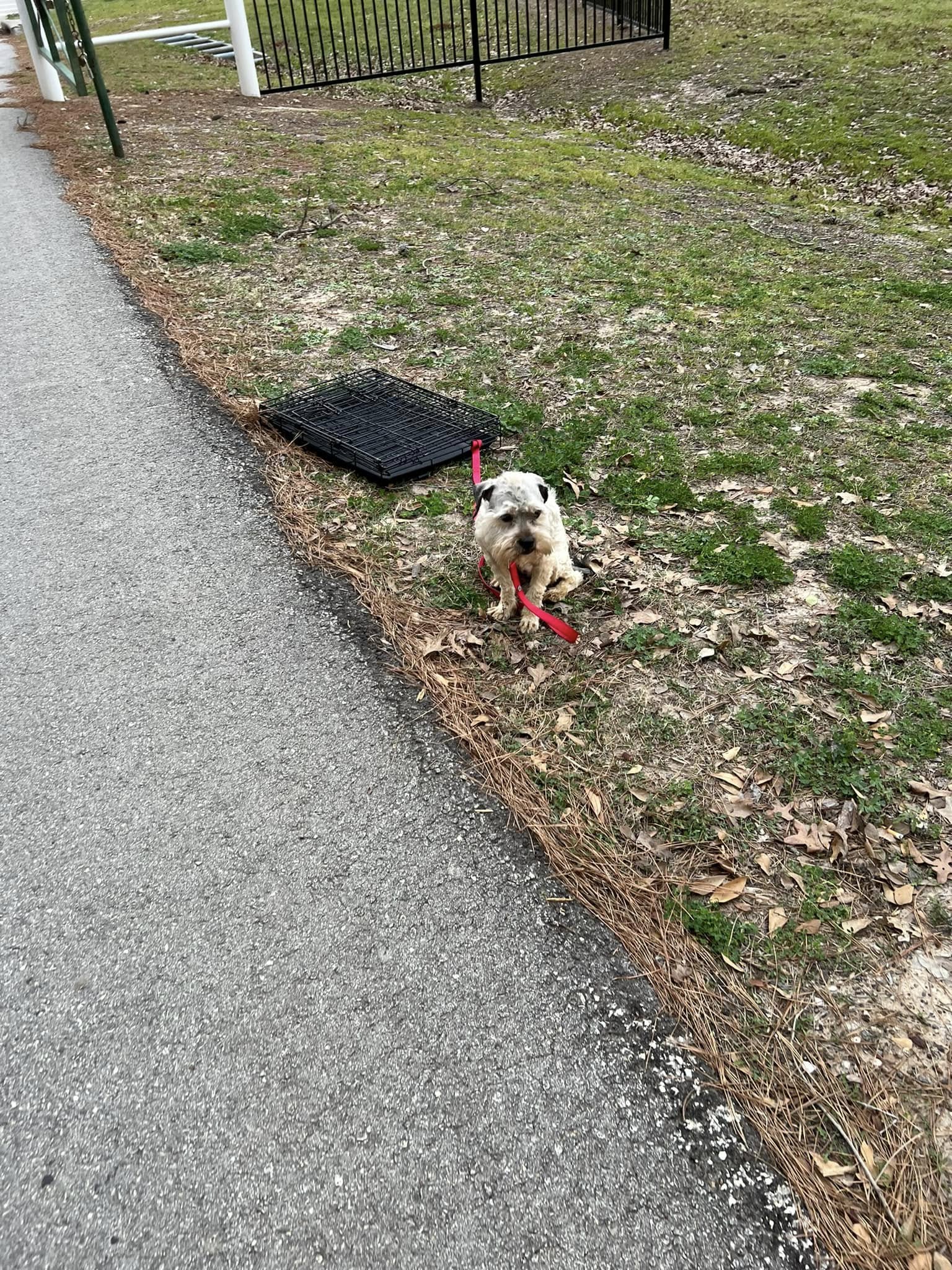 small puppy abandoned at park