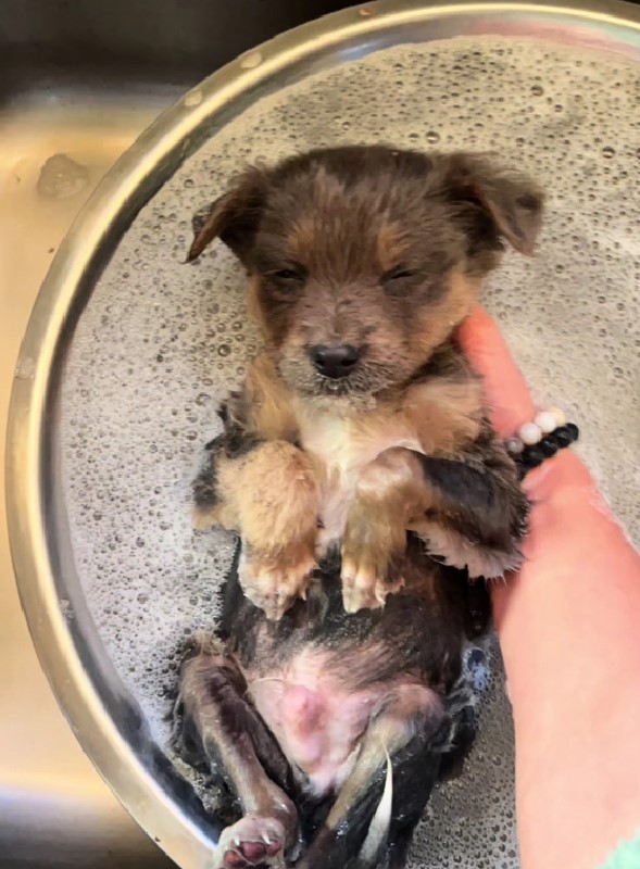 small puppy being bathed