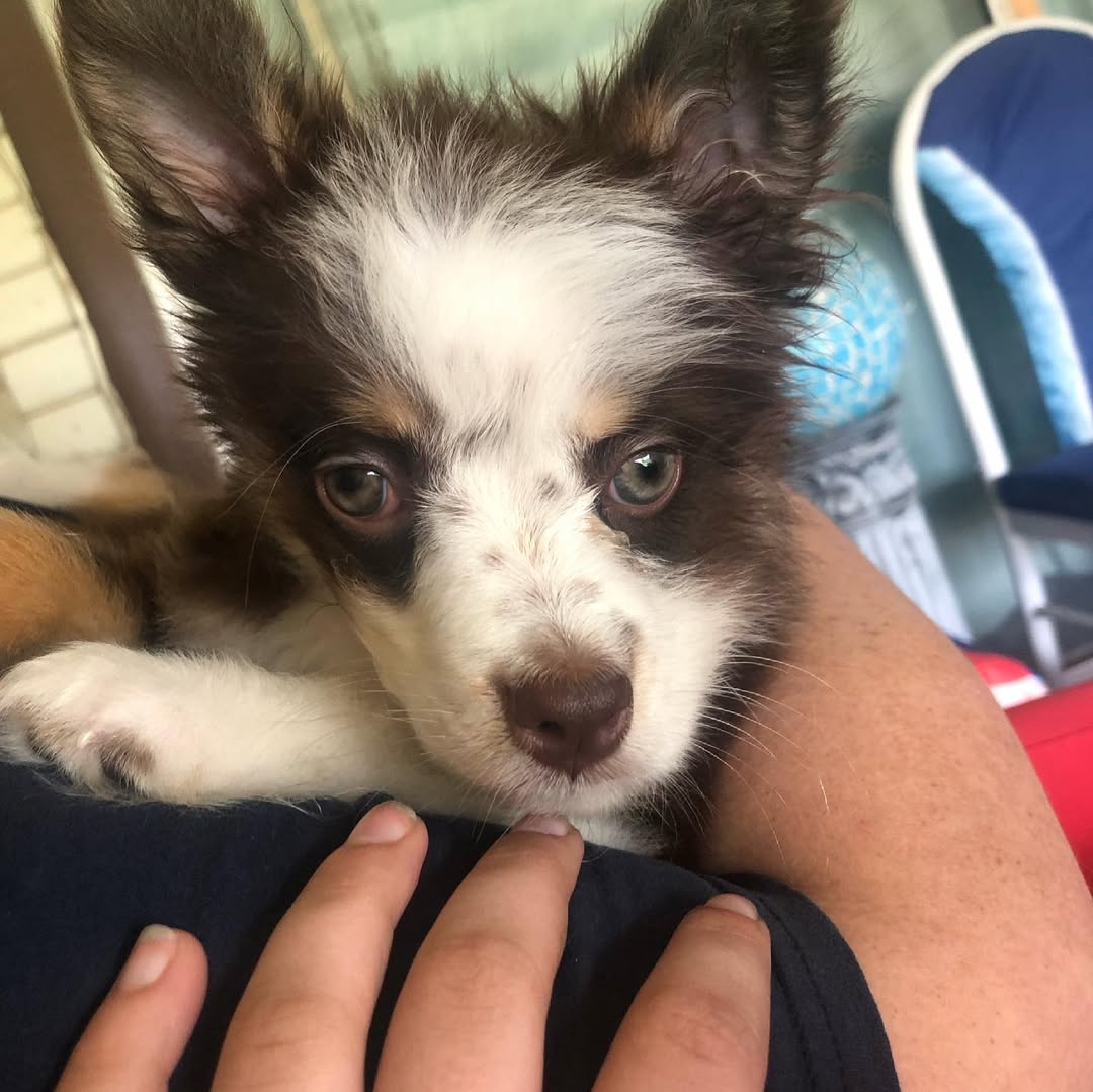 small puppy being held