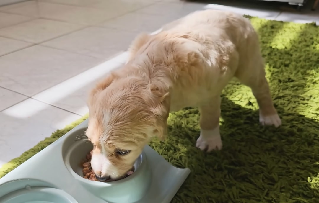 small-puppy-eating