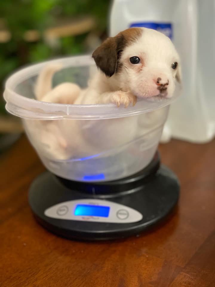small puppy in a scale