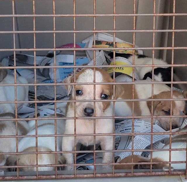 small puppy looking outside the crate