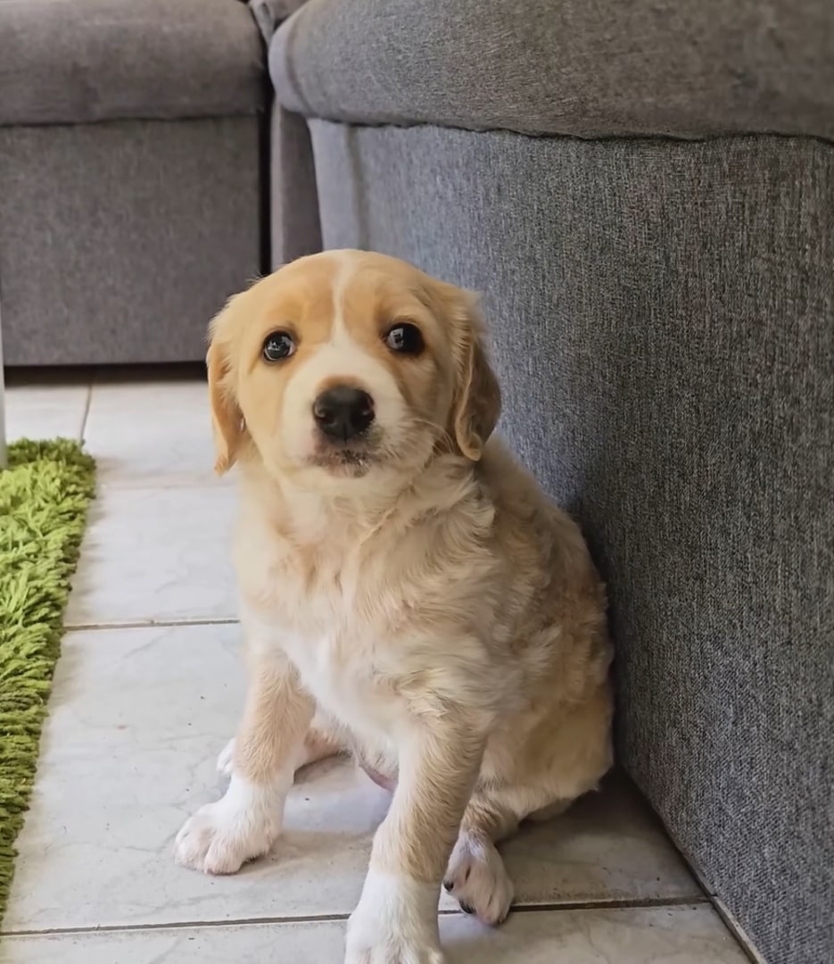 small puppy sitting on the floor