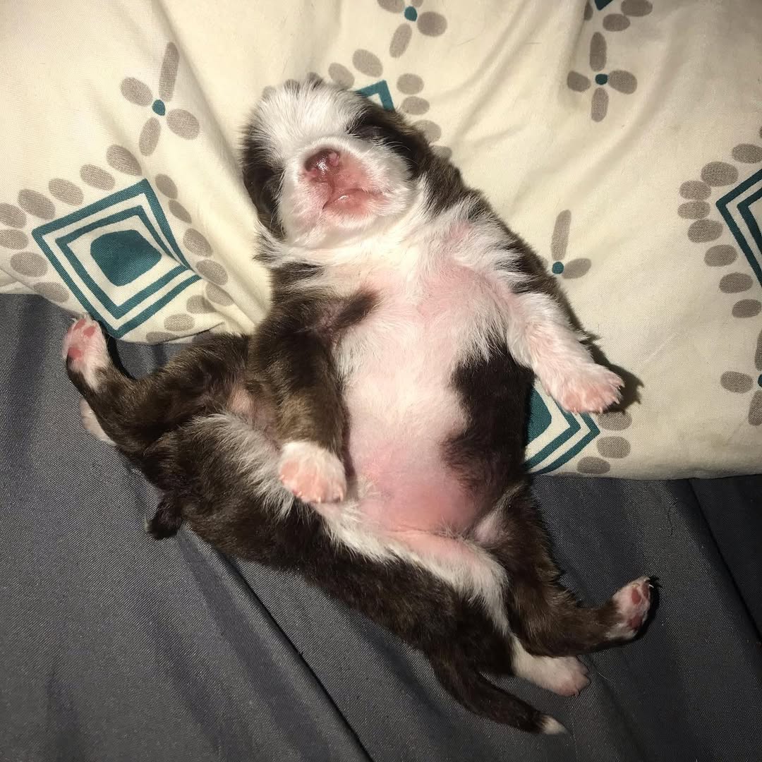 small puppy with six legs