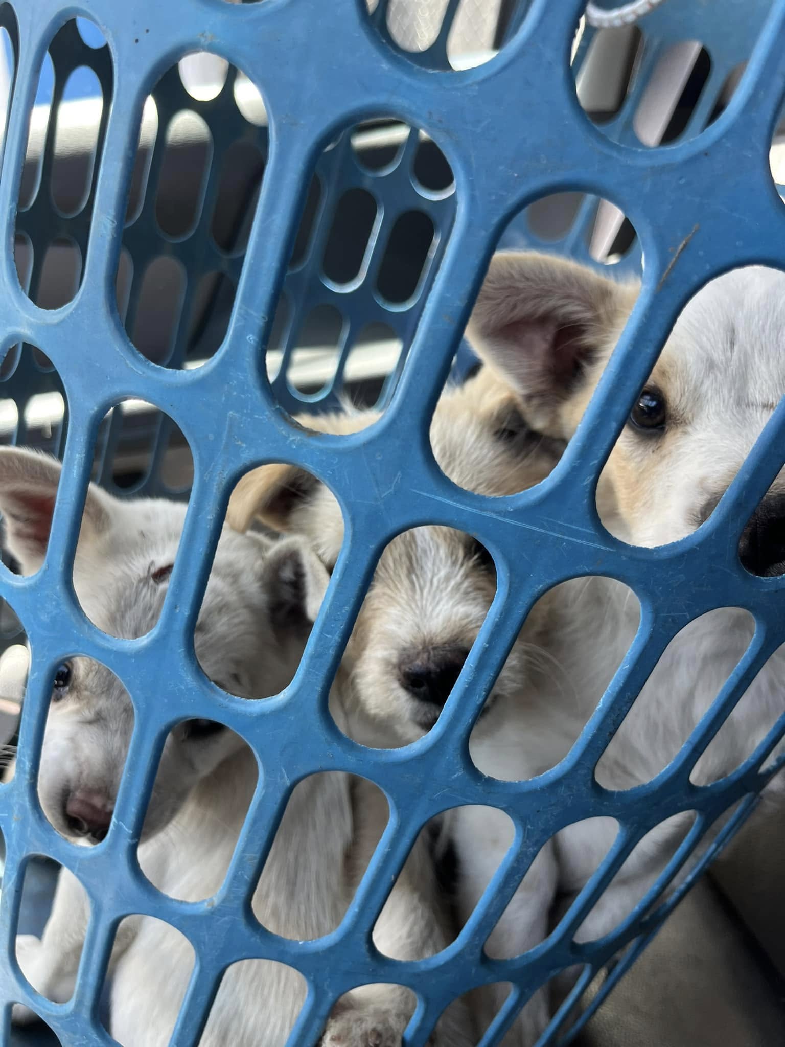 small white puppies in blue basket