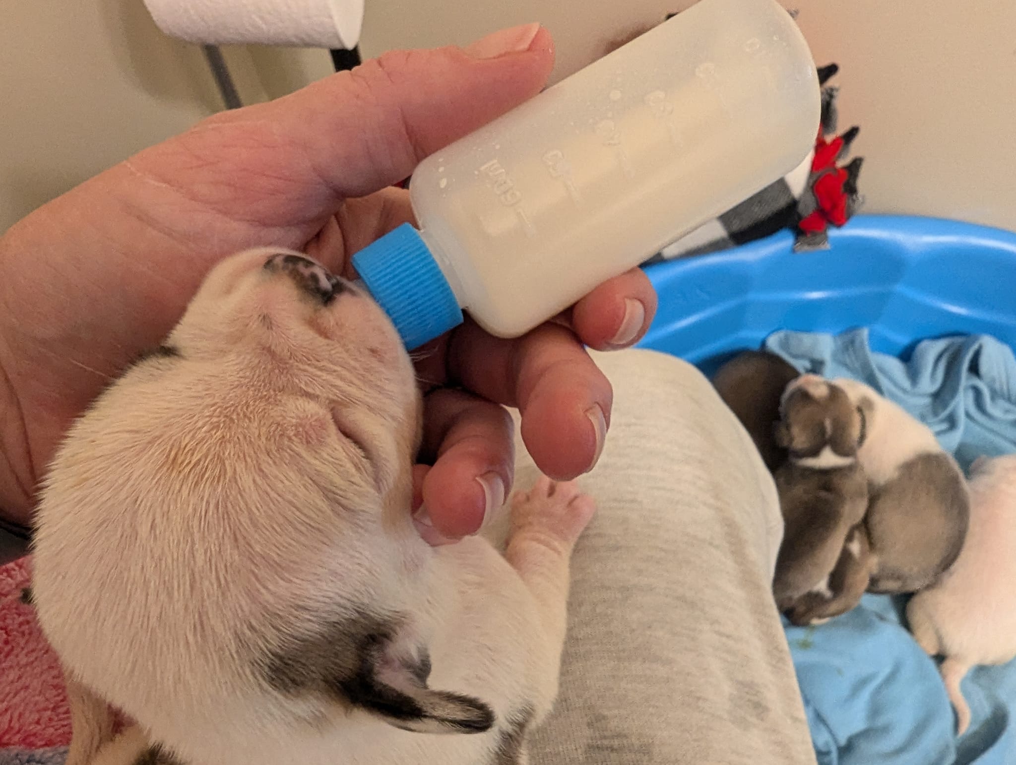 small white puppy drinking from a bottle