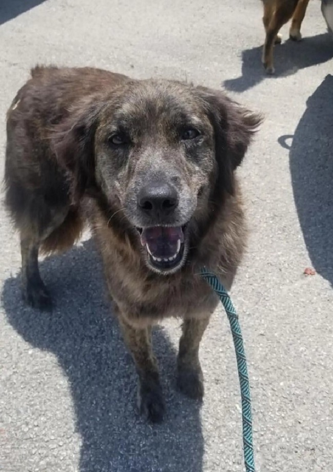smiling dog on leash