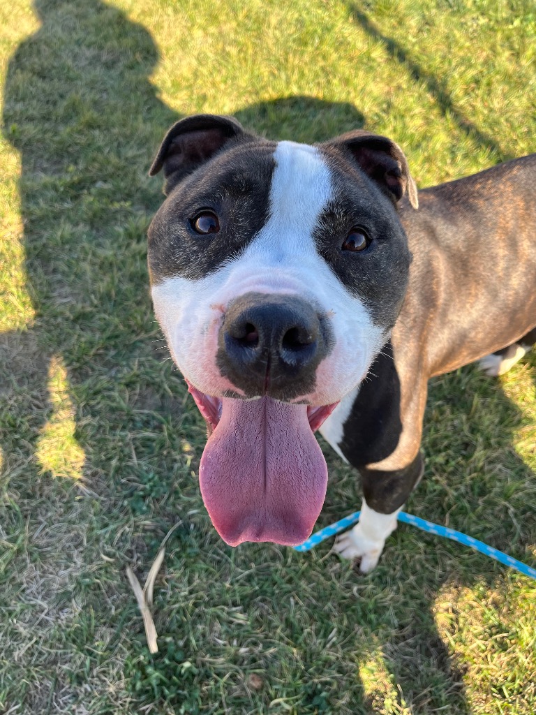 smiling dog outside