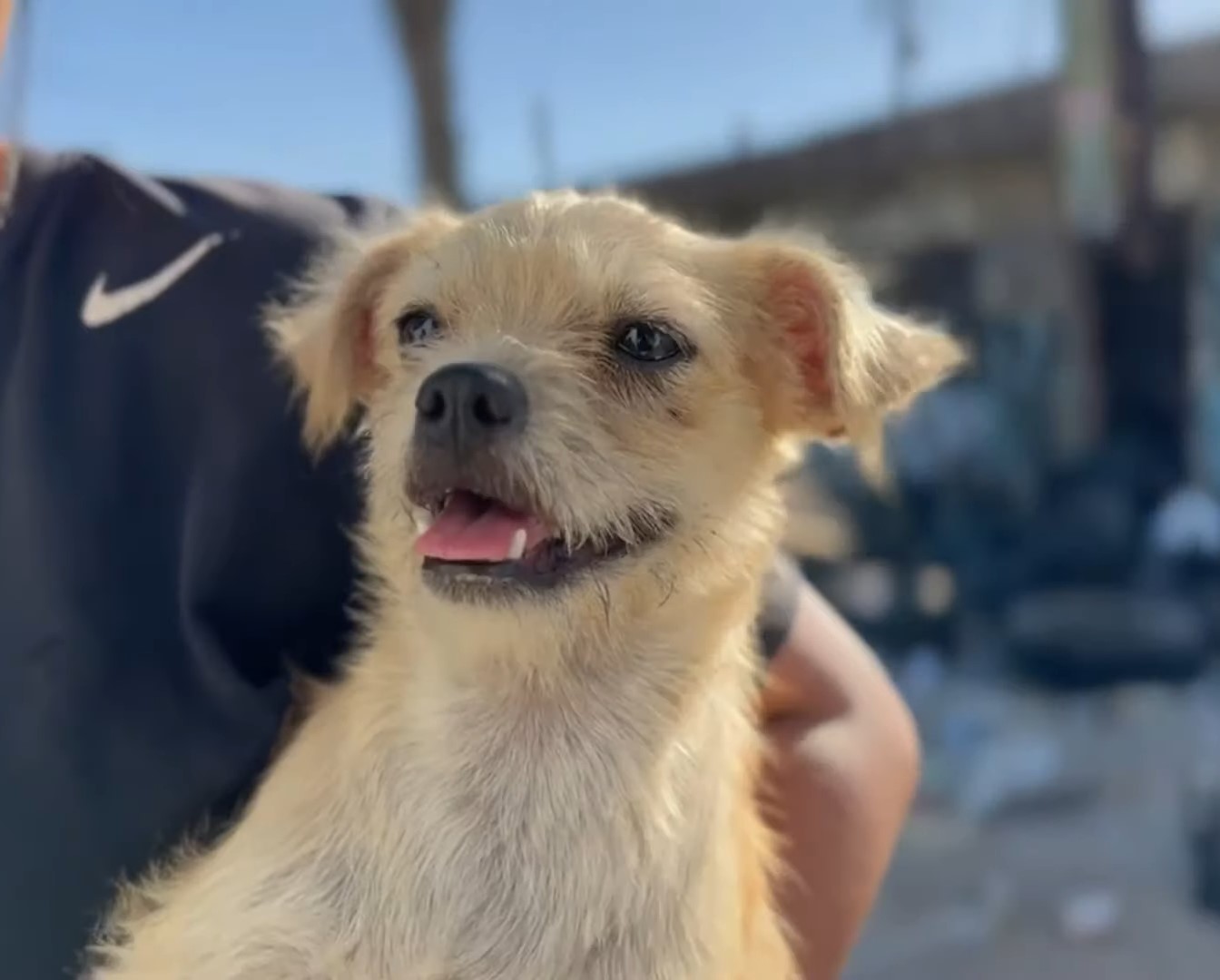 smiling little puppy