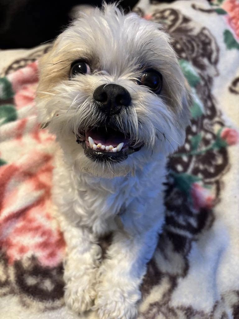 smiling little puppy