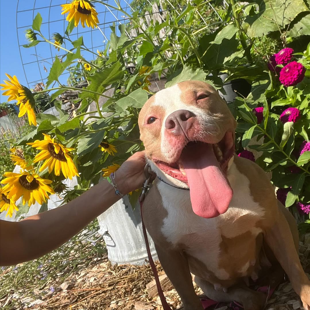 smiling pitbull next to flowers