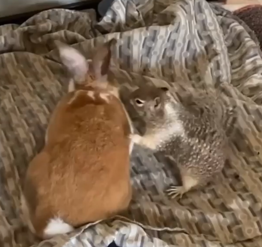 squirrel and rabbit