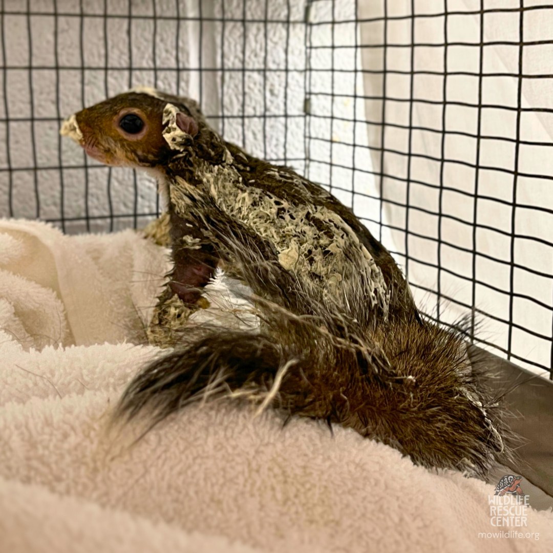 squirrel in crate