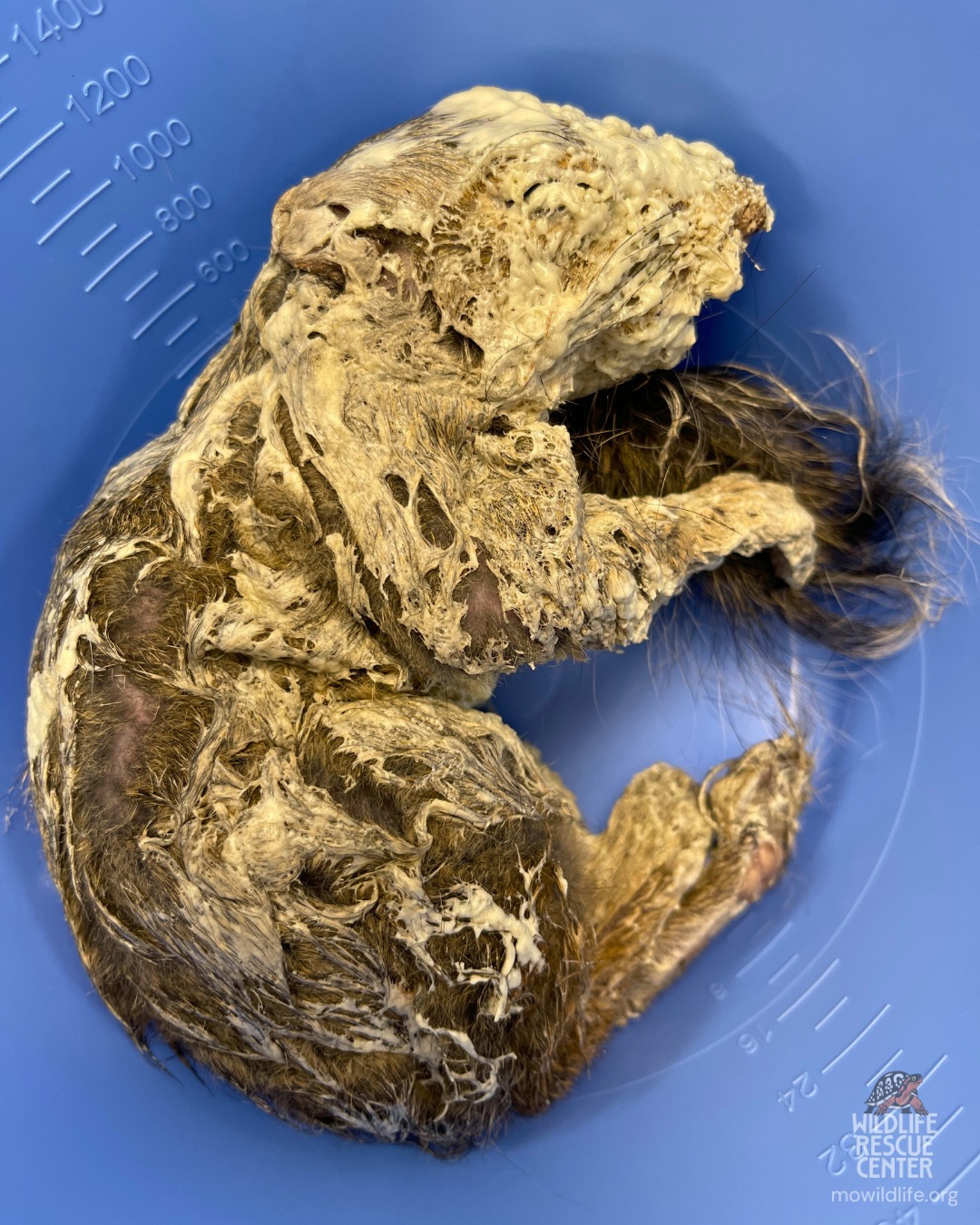 squirrel in foam
