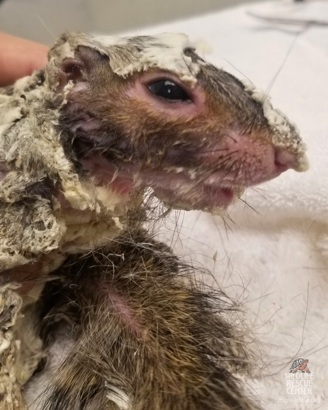 squirrel with foam on body