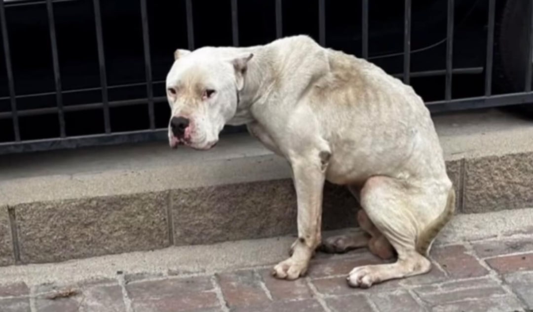 starving dog hunched back