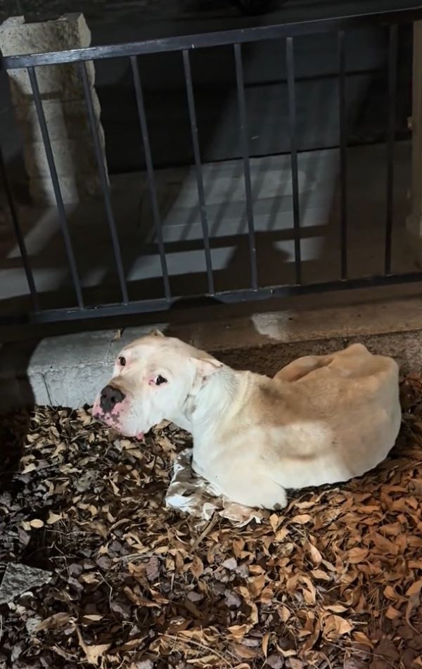 starving dog on the street