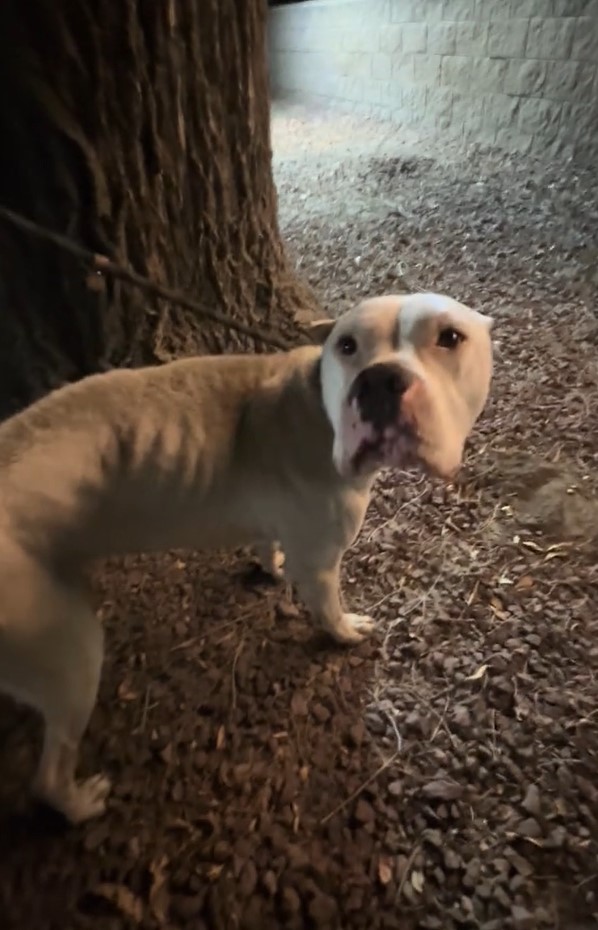 starving dog stands up