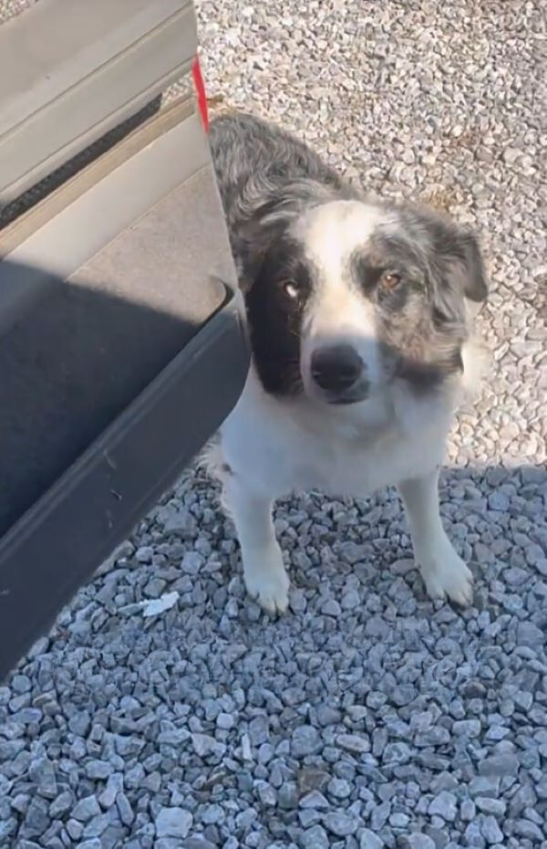 stray black and white dog