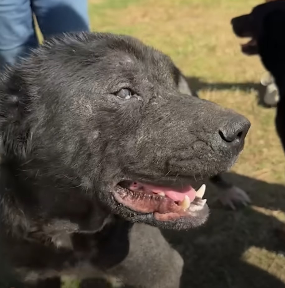 stray black dog