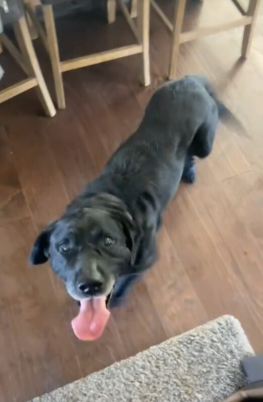 stray black dog in house