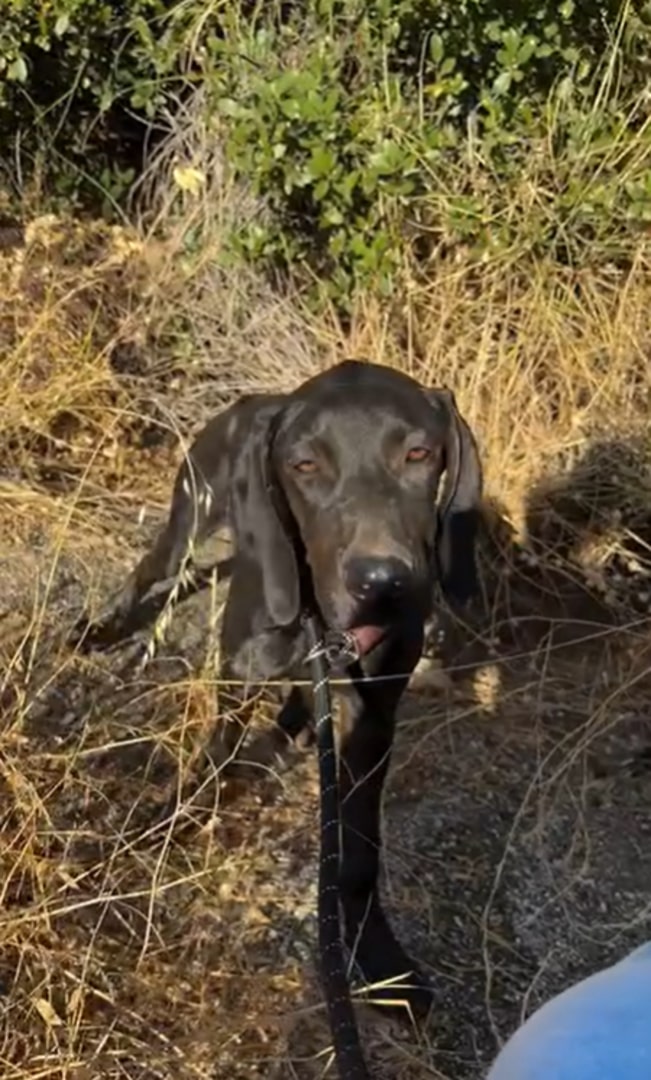 stray black dog in nature