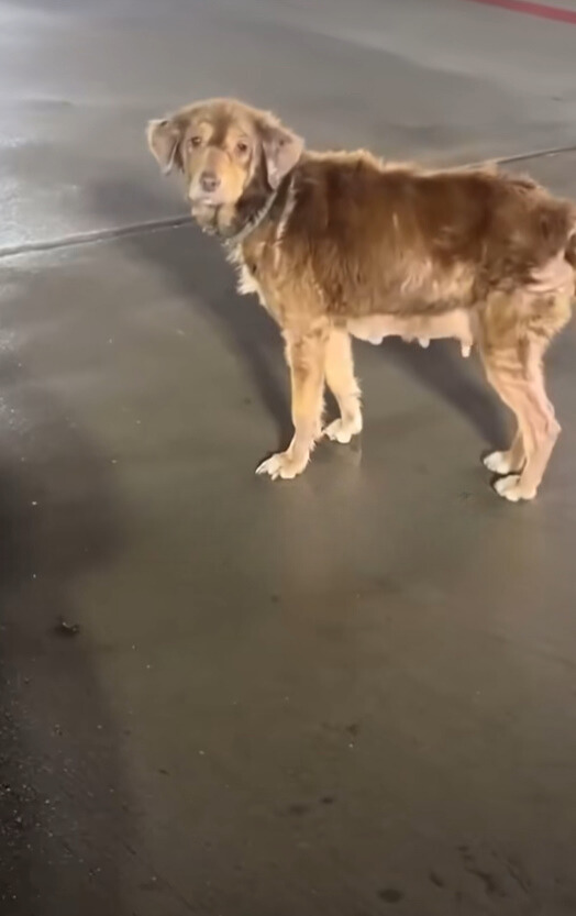 stray brown dog