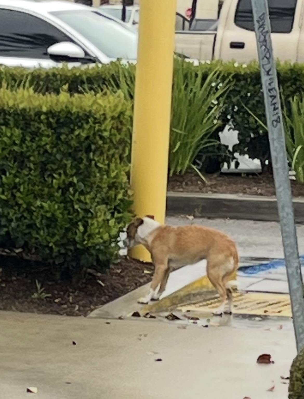 stray dog