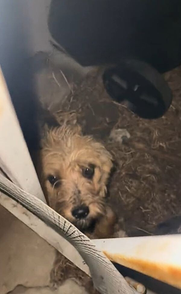 stray dog