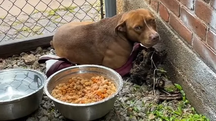 stray dog and food