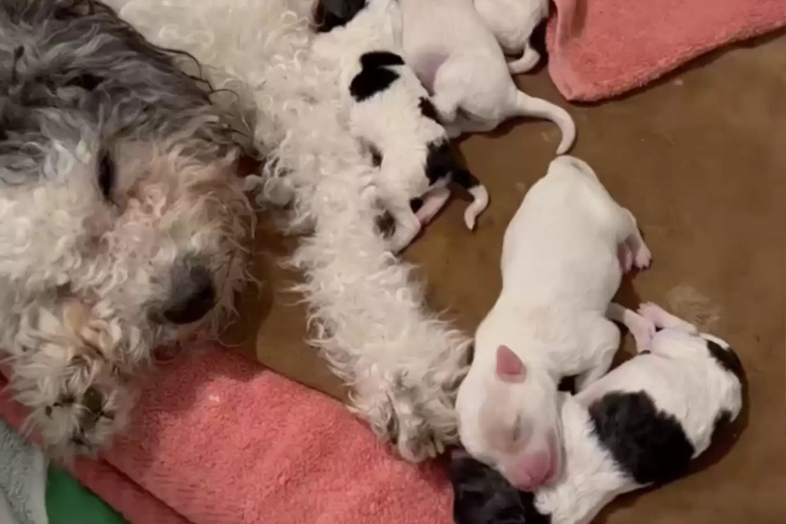 stray dog and newborns