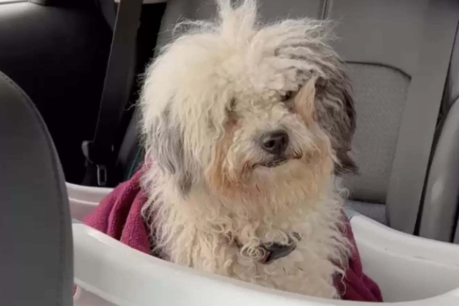 stray dog in car