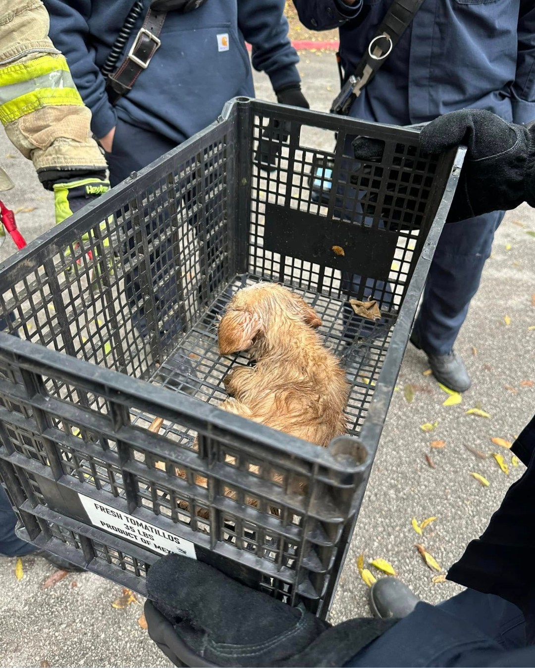 stray dog in crate