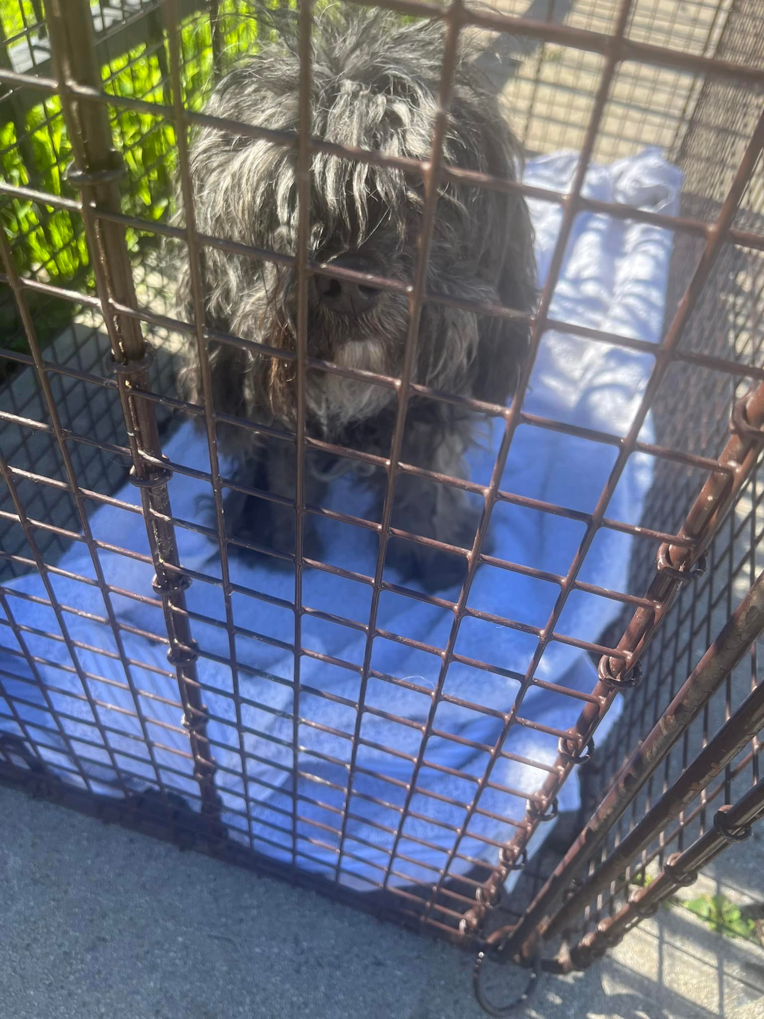 stray dog in crate