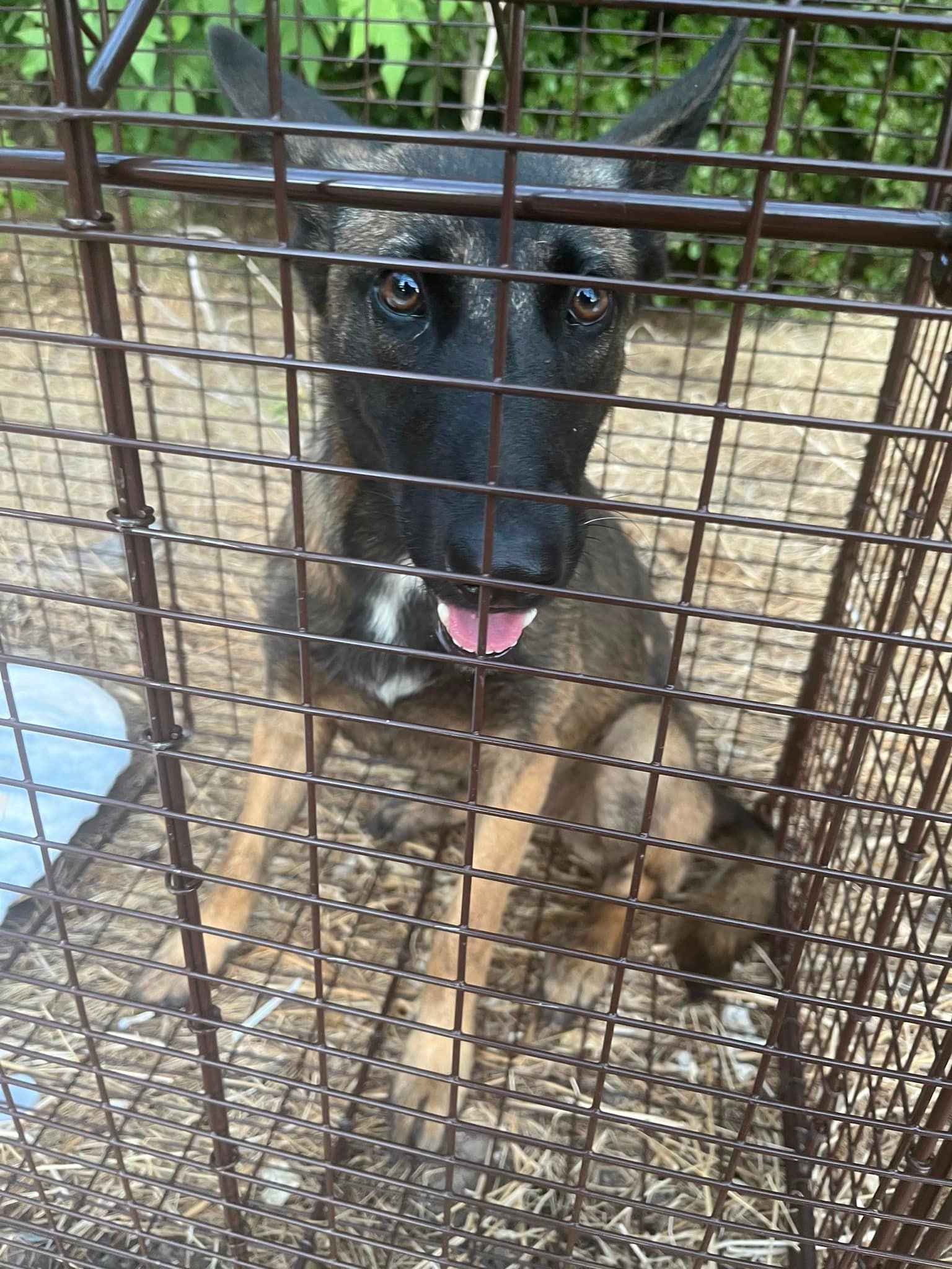 stray dog in crate