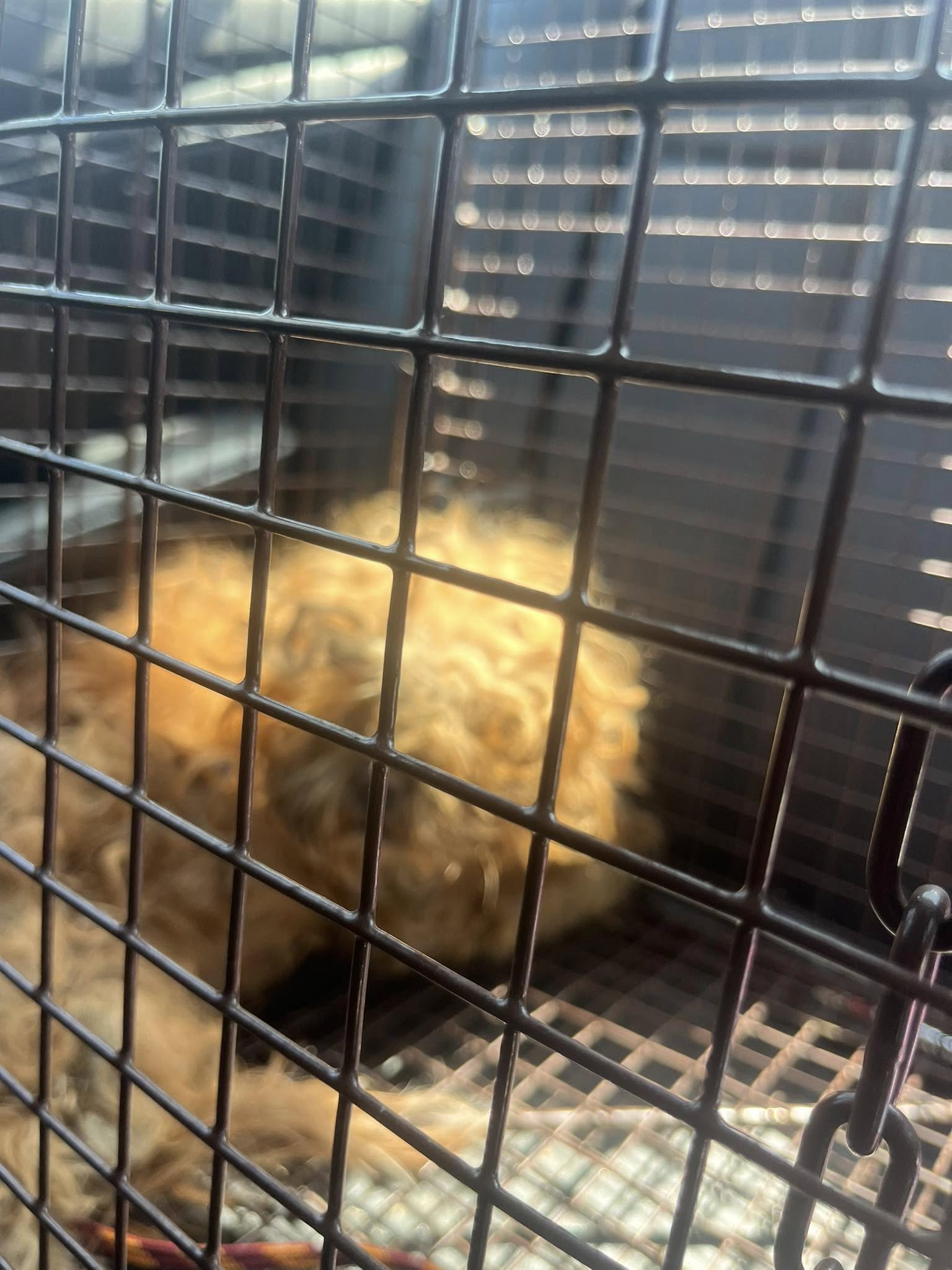 stray dog in crate