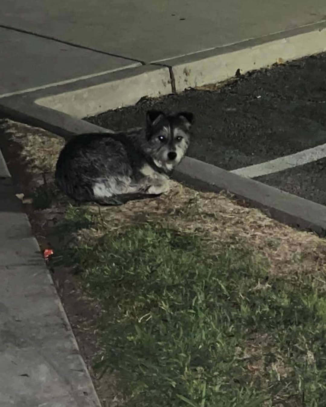 stray dog laying down