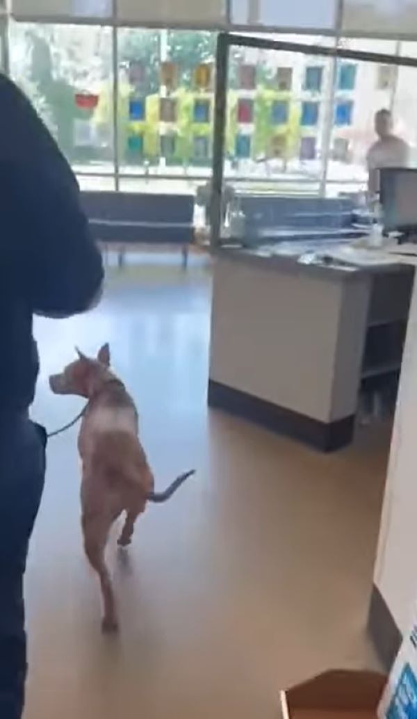 stray dog on a leash