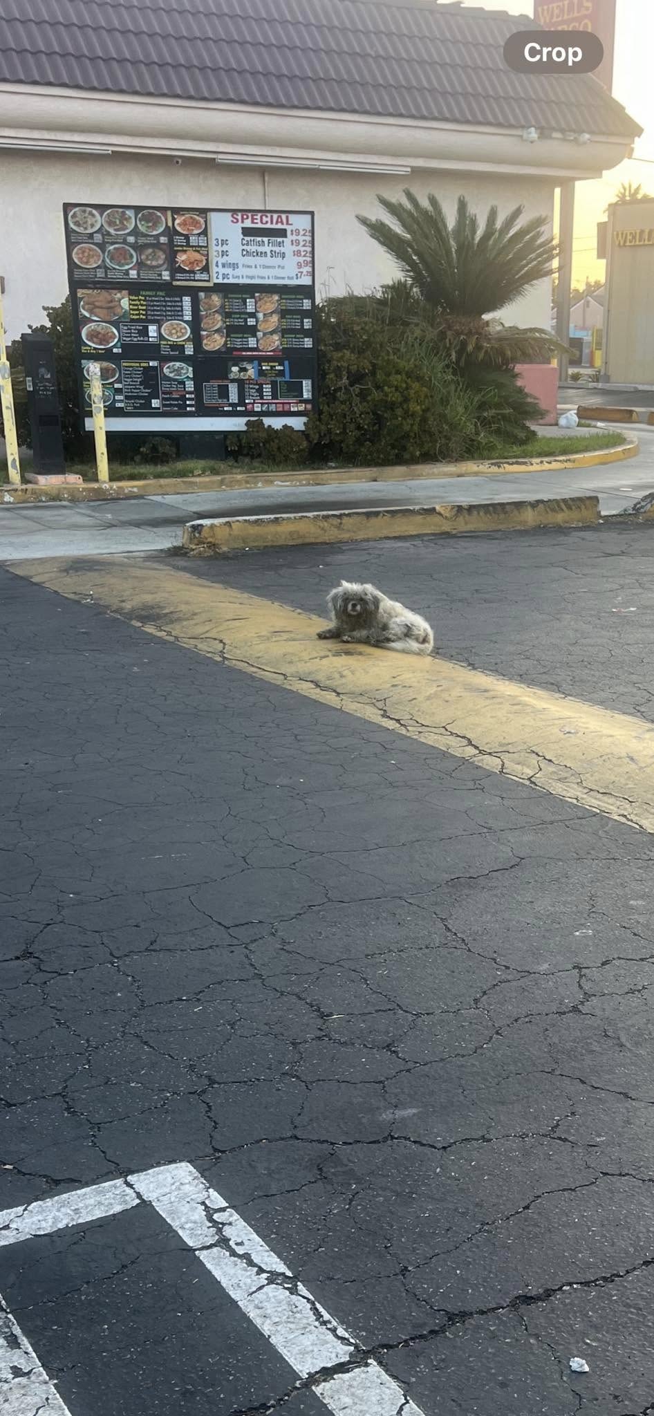 stray dog on road