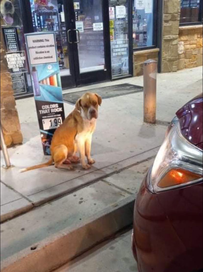 stray dog on street