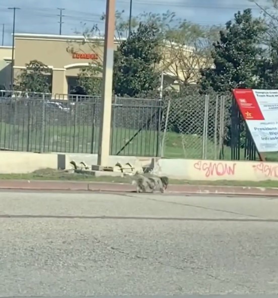 stray dog running