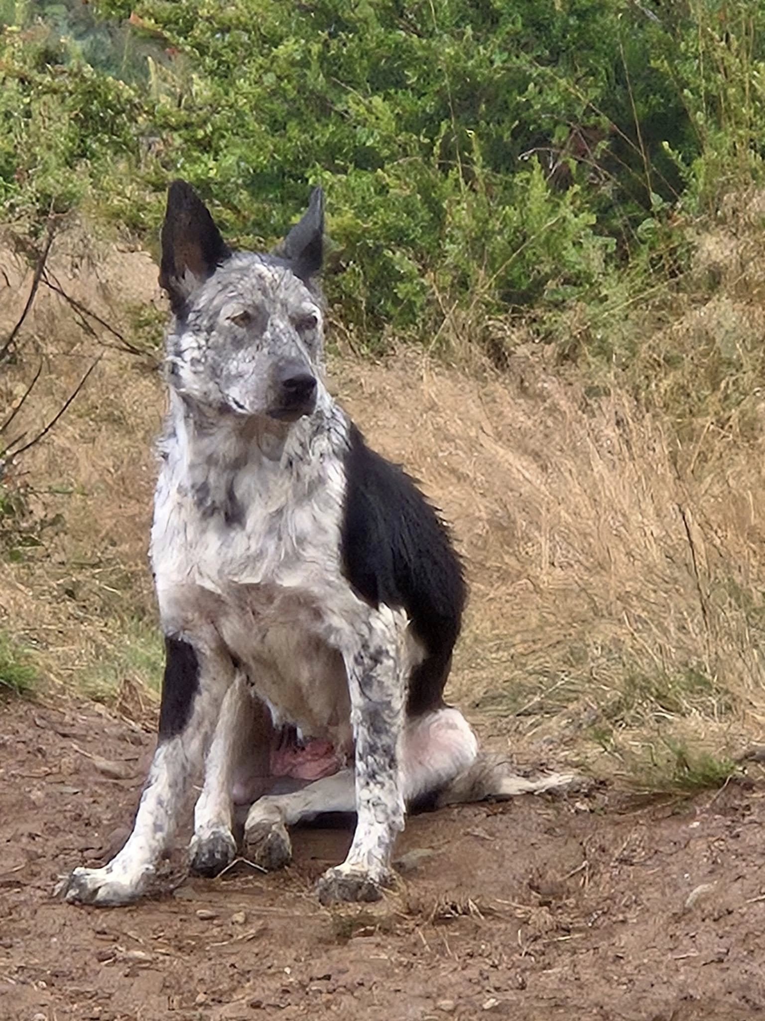 stray dog sitting