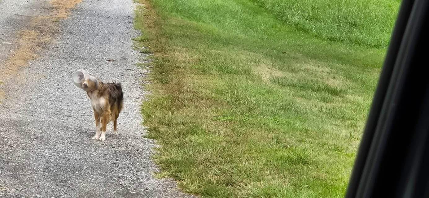 stray dog with jar on head