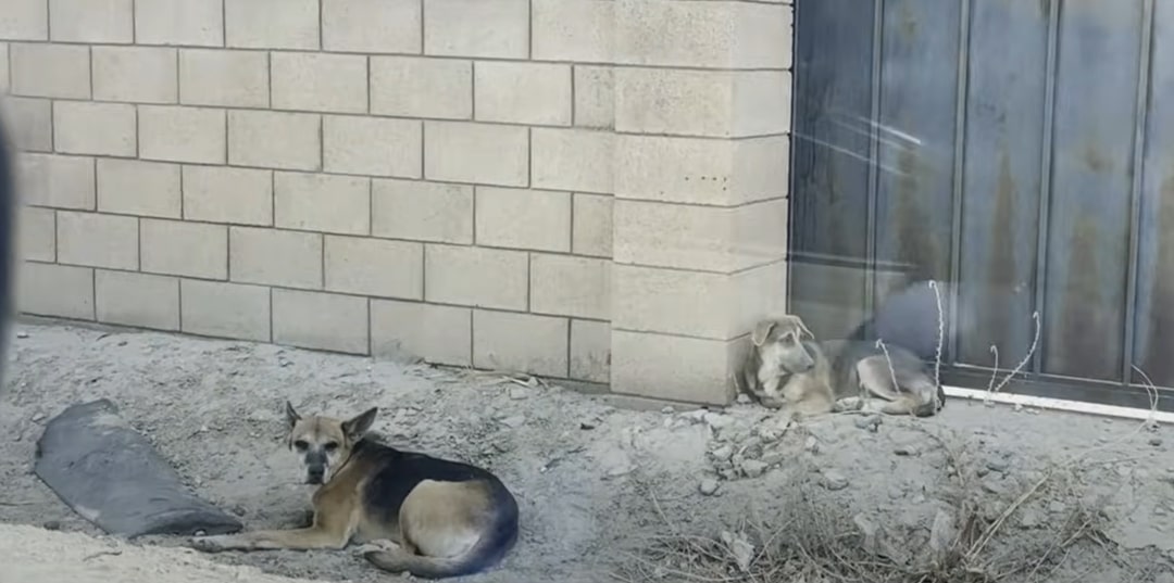 stray dogs laying down