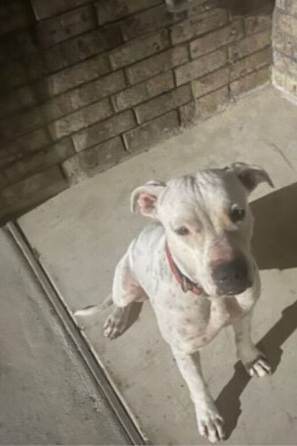 stray white dog